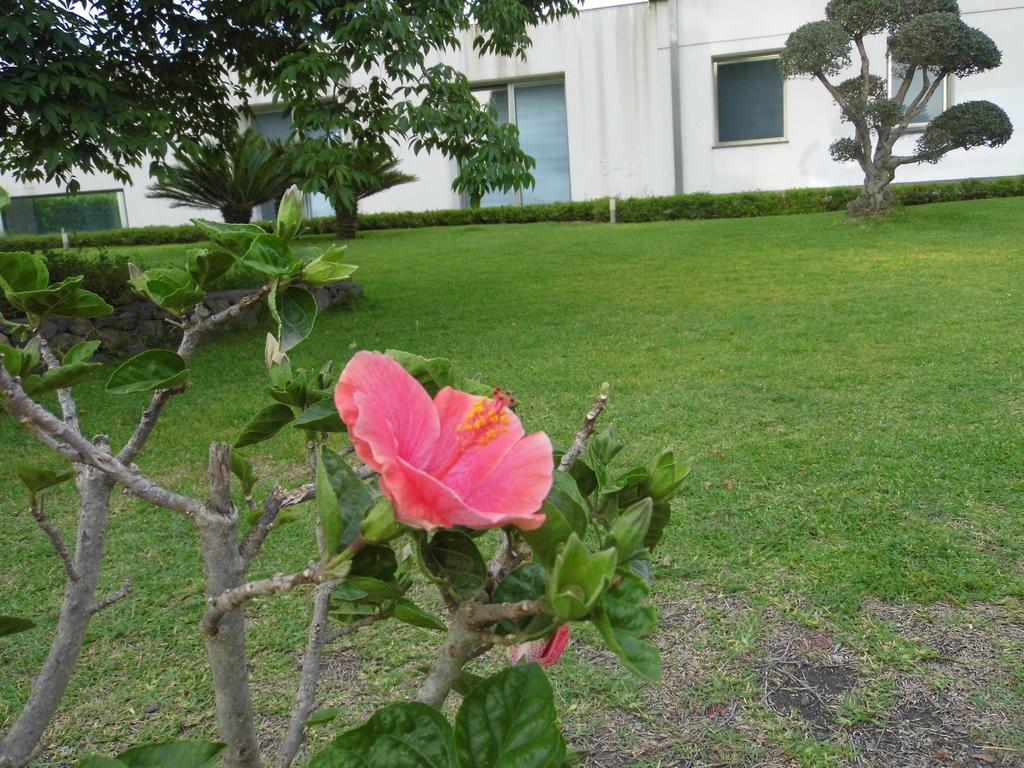 Fiore Dell'Etna Appartement Santa Venerina Buitenkant foto